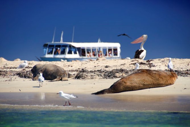 Dolphin, Sea Lion and Penguin Island Cruise - A quick route with turquoise water and rugged islands