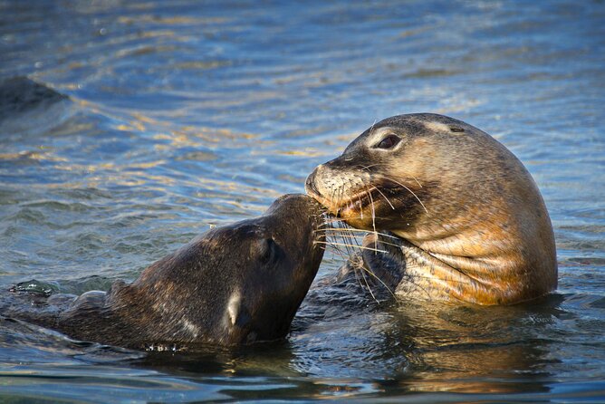 Dolphin, Sea Lion and Penguin Island Cruise - The island visit can change the value of the trip