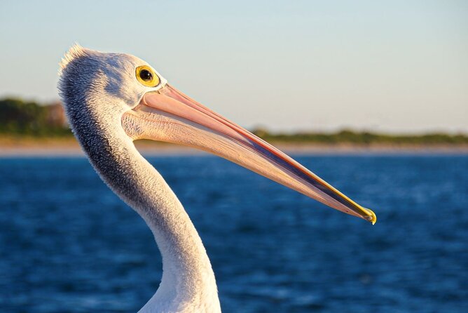 Dolphin, Sea Lion and Penguin Island Cruise - Guides and crew can make the difference