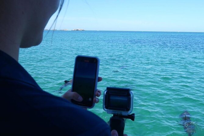 Dolphin, Sea Lion and Penguin Island Cruise - Who will enjoy this most?
