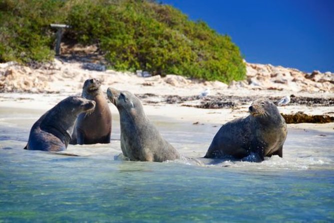 Dolphin, Sea Lion and Penguin Island Cruise - Dolphins and sea lions are the strongest reason to go
