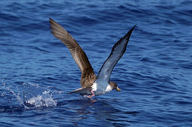 Dolphin - Whale - Turtle - Bird Watching - Watching wildlife without crowding it