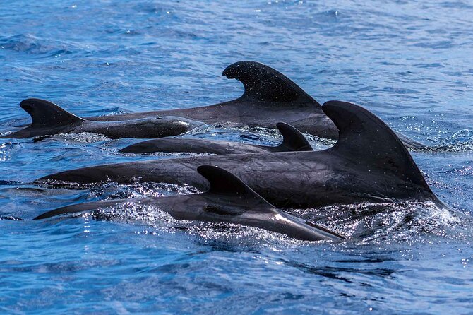 Dolphin - Whale - Turtle - Bird Watching - The return along Funchal Bay
