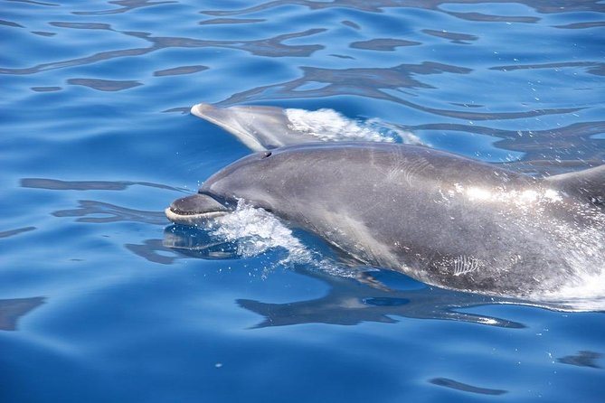 Dolphin - Whale - Turtle - Bird Watching - Seeing Camara do Lobos from the sea
