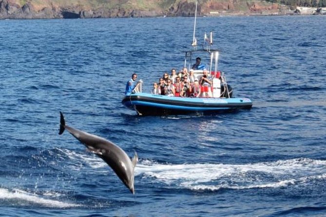 Dolphin - Whale - Turtle - Bird Watching - Sea conditions, comfort, and what to wear
