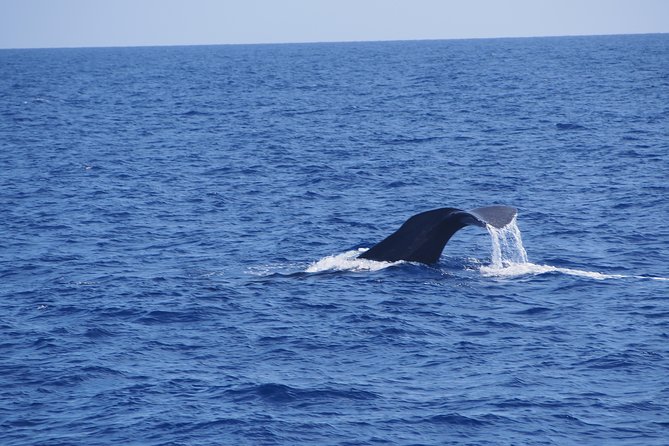 Dolphin - Whale - Turtle - Bird Watching - What the guides add to the ride