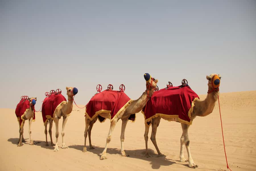 Dubai: Bedouin Camp, Dune Safari, Falcon Show & BBQ Dinner - From Dubai’s towers to the red dunes