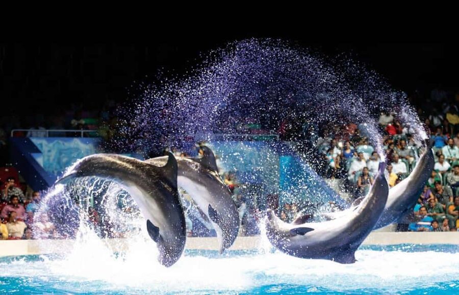 Dubai: Dubai Dolphinarium Dolphin, Seal & Bird Show Tickets - Key points to know before you book