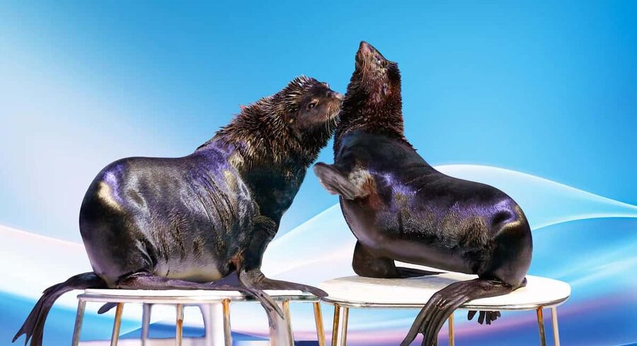 Dubai: Dubai Dolphinarium Dolphin, Seal & Bird Show Tickets - What the Dubai Dolphinarium experience is really like