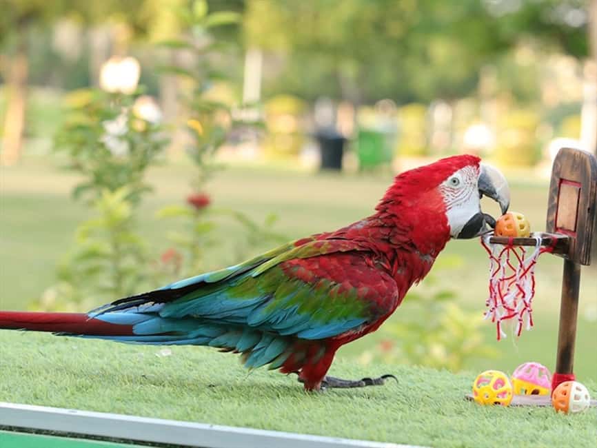 Dubai: Dubai Dolphinarium Dolphin, Seal & Bird Show Tickets - The Dolphin and Seal Show