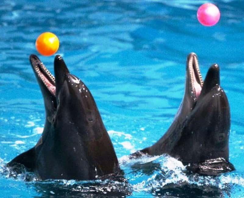 Dubai: Dubai Dolphinarium Dolphin, Seal & Bird Show Tickets - What you will learn about the animals