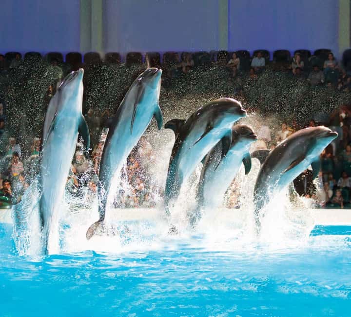 Dubai: Dubai Dolphinarium Dolphin, Seal & Bird Show Tickets - Entering through Creek Park Gate 1