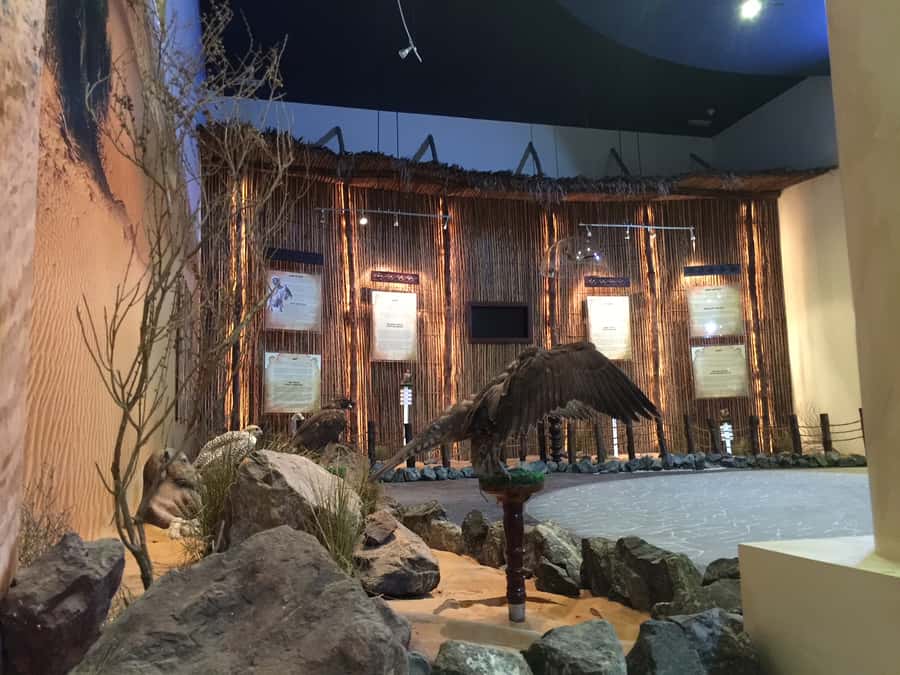 Dubai Falconry Safari - The 90-minute falconry session