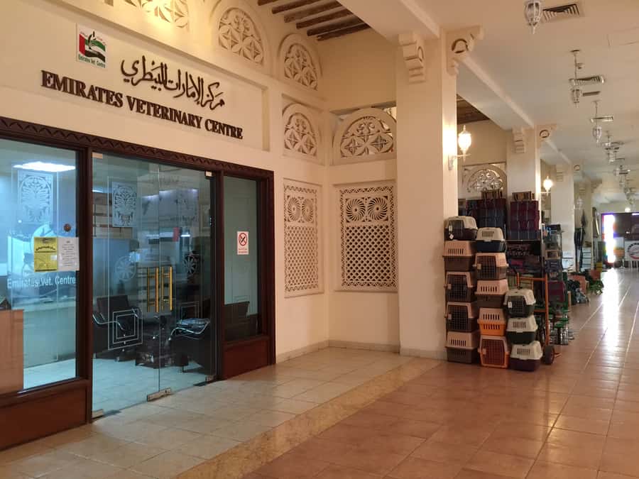 Dubai Falconry Safari - Photos and videos are a real part of the experience