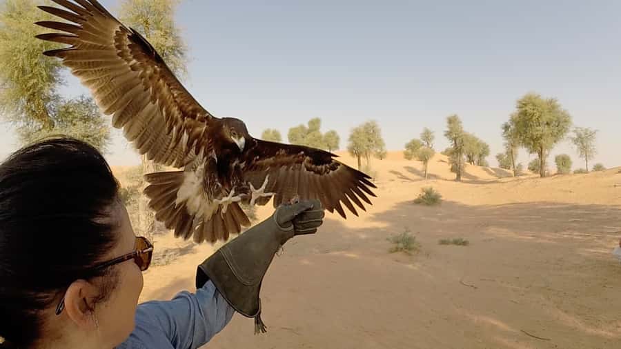 Dubai: Private Falconry Safari - Key points at a glance