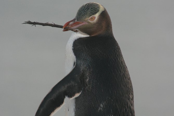 Dunedin City Highlights, Otago Peninsula Scenery & a Guided Penguin Reserve Tour - Baldwin Street, where the first photo stop is quick