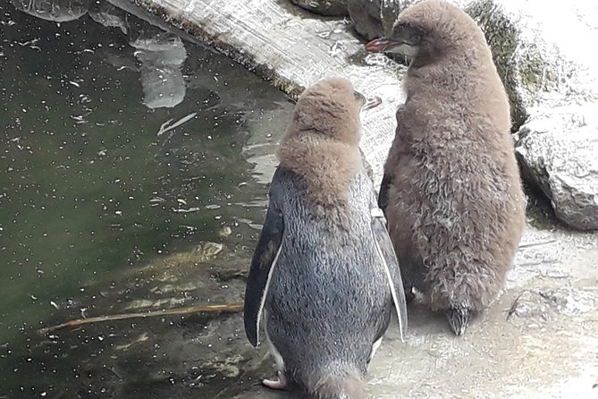 Dunedin City Highlights, Otago Peninsula Scenery & a Guided Penguin Reserve Tour - The Otago Peninsula is the scenic heart of the day