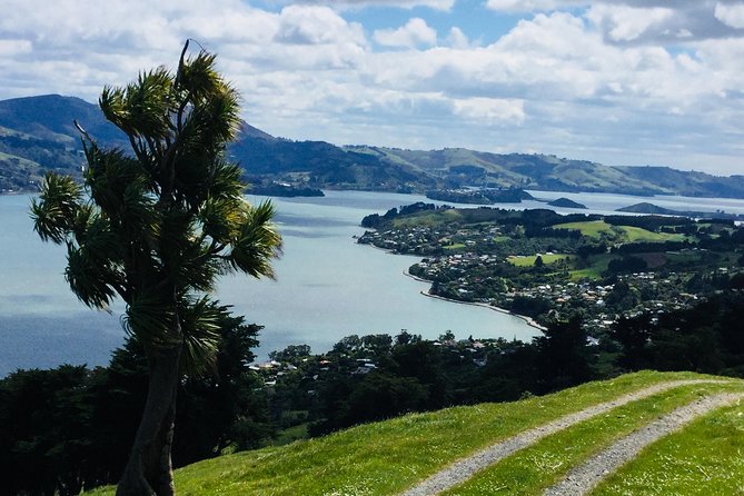 Dunedin City Highlights, Otago Peninsula Scenery & a Guided Penguin Reserve Tour - The OPERA reserve puts penguins into context
