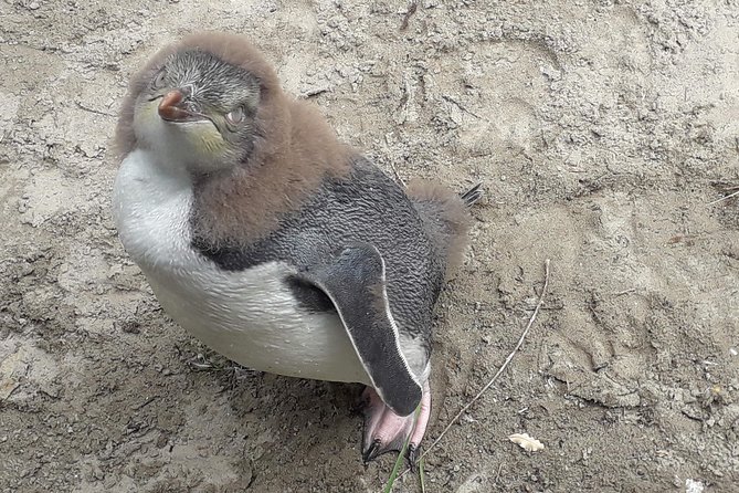 Dunedin City Highlights, Otago Peninsula Scenery & a Guided Penguin Reserve Tour - The timing favors variety over a slow wildlife watch