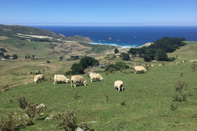 Dunedin City Highlights, Otago Peninsula Scenery & a Guided Penguin Reserve Tour - Guides are a major part of the experience