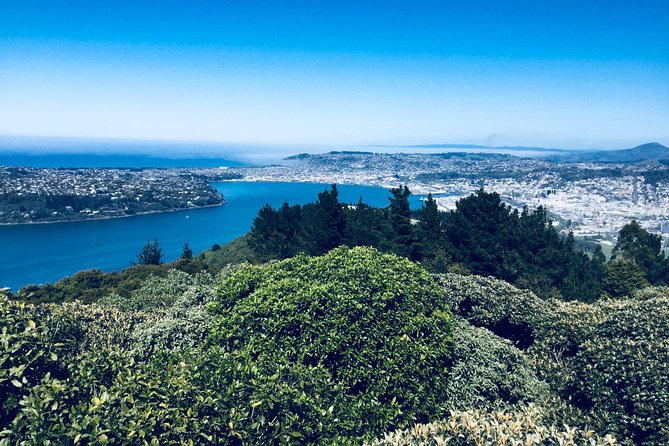 Dunedin City Highlights, Otago Peninsula Scenery & Albatross Guided Tour - Why the albatross makes this tour special