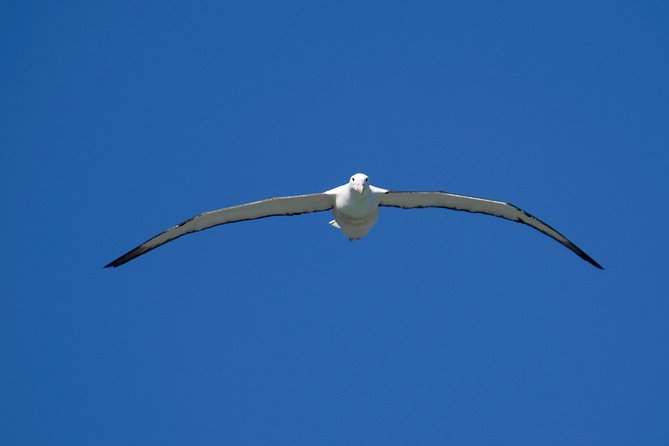 Dunedin City Highlights, Otago Peninsula Scenery & Albatross Guided Tour - Is $198.58 a fair price?