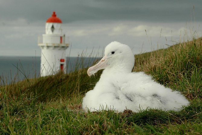 Dunedin City Highlights, Otago Peninsula Scenery & Albatross Guided Tour - Weather, walking, and wildlife limits