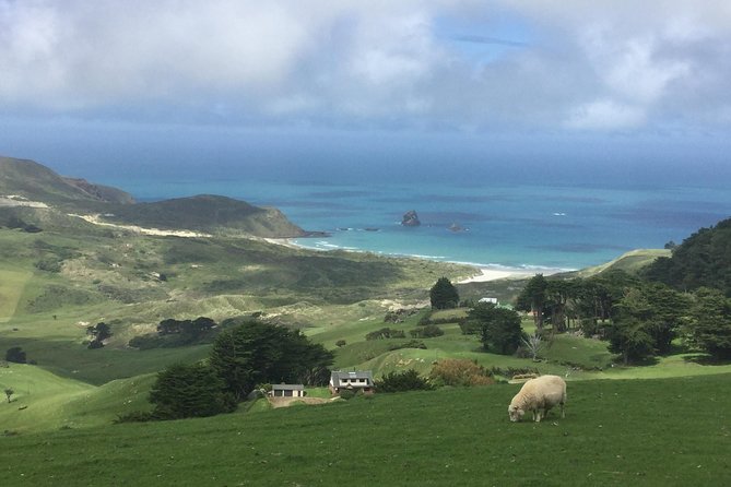 Dunedin City Highlights, Otago Peninsula Scenery & Albatross Guided Tour - Who should book this Dunedin tour?