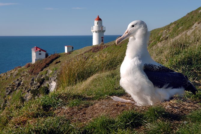 Dunedin City Highlights, Otago Peninsula Scenery & Albatross Guided Tour - A quick but useful introduction to Dunedin
