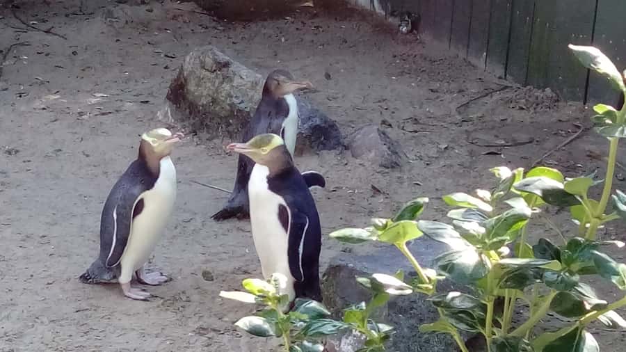 Dunedin: Otago Peninsula with Guided Penguin Reserve Tour - Key points to know before booking
