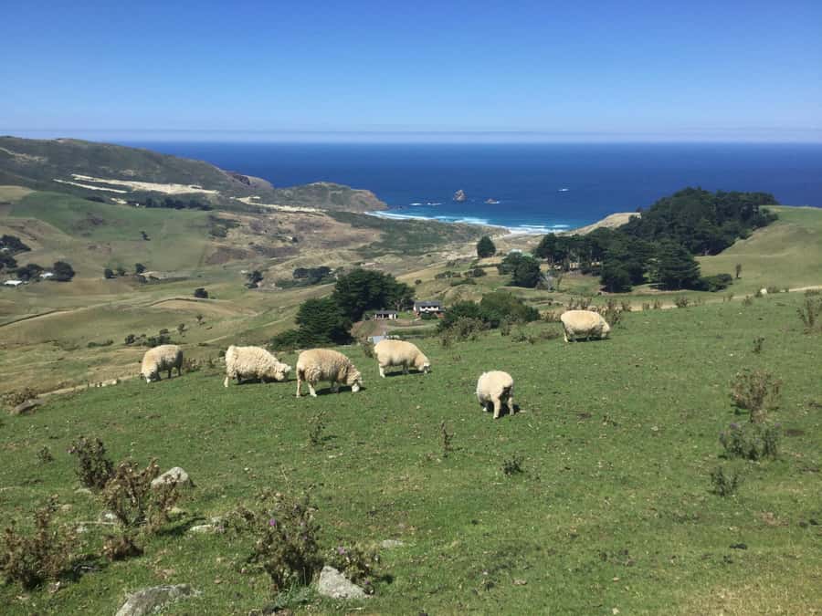 Dunedin: Otago Peninsula with Guided Penguin Reserve Tour - The Botanical Gardens add a quieter side of Dunedin
