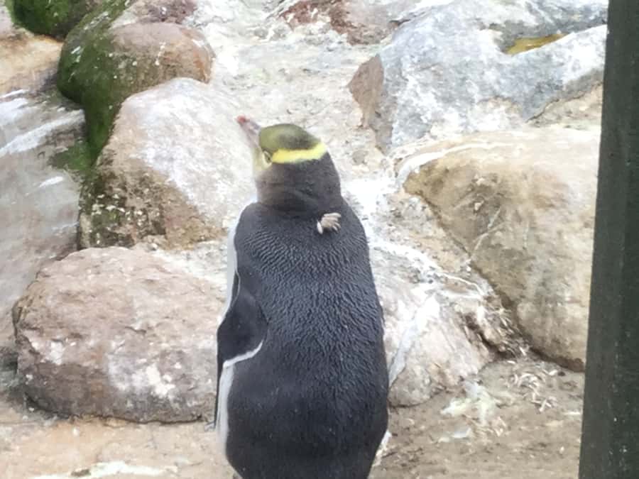 Dunedin: Otago Peninsula with Guided Penguin Reserve Tour - Dunedin Railway Station shows off the city’s grander side