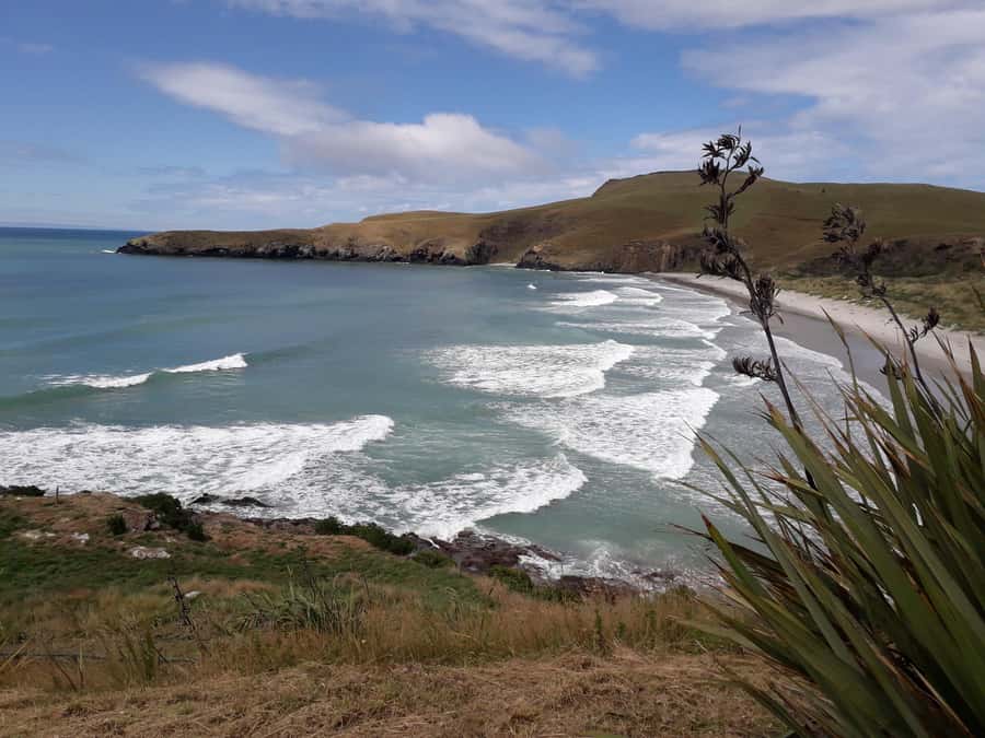 Dunedin: Otago Peninsula with Guided Penguin Reserve Tour - The guides shape the day