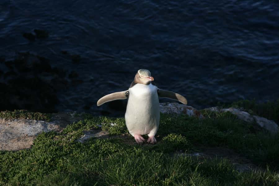 Dunedin: Otago Peninsula with Guided Penguin Reserve Tour - Baldwin Street gives you a quick first look at Dunedin