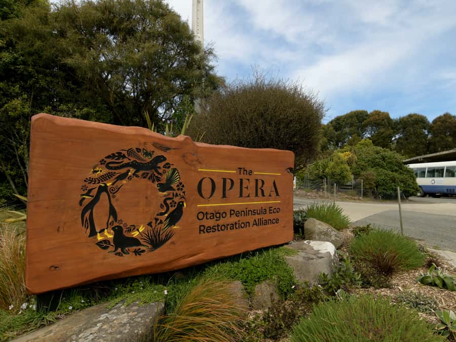 Dunedin: Wildlife and Penguin Tour - Key points to know before booking