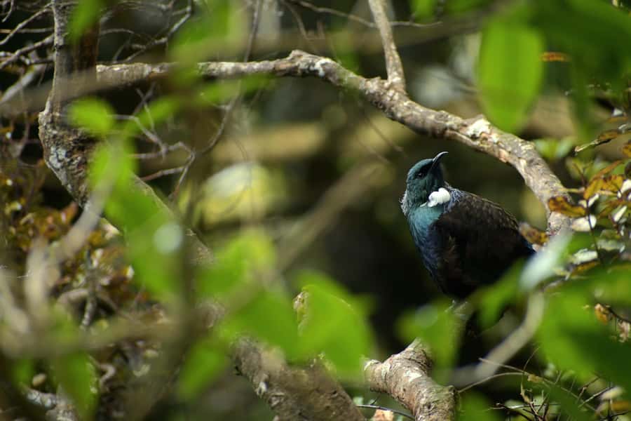 Dunedin: Wildlife and Penguin Tour - Why this Otago Peninsula tour feels different