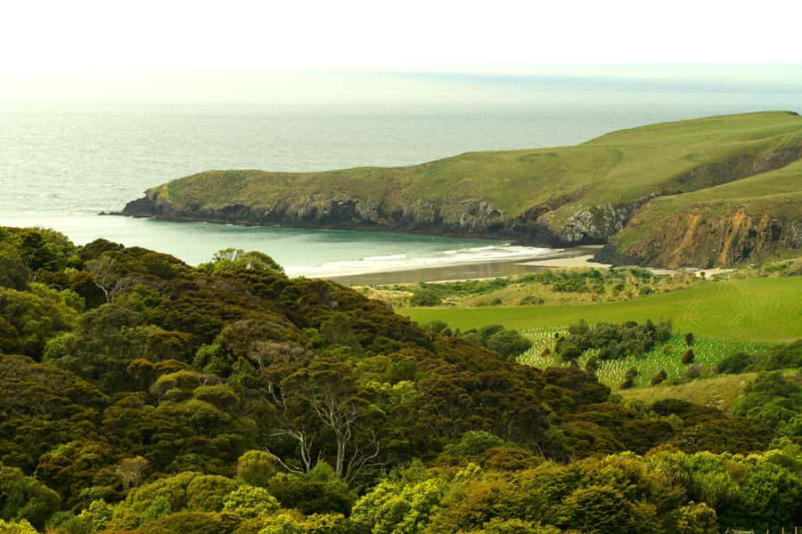 Dunedin: Wildlife and Penguin Tour - Part two: the rehabilitation centre and close penguin views