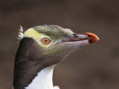 Dunedin: Wildlife and Penguin Tour