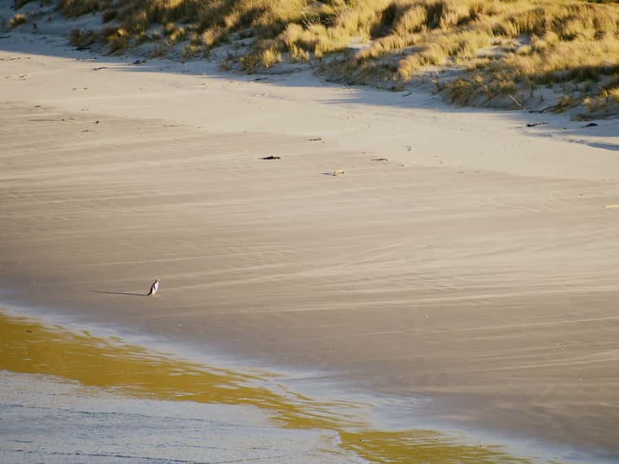 Dunedin: Wildlife and Penguin Tour - The guides are a big part of the experience