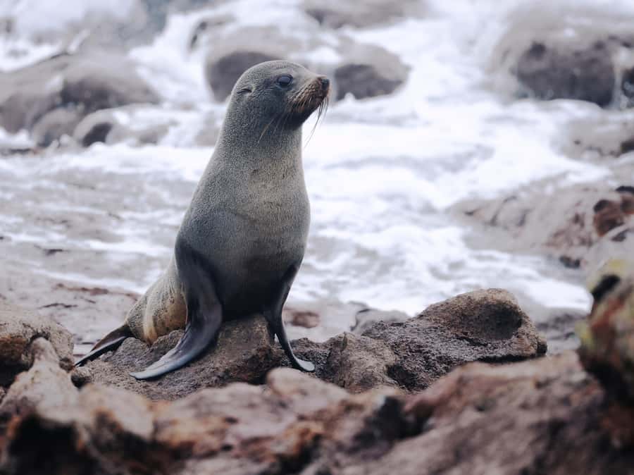Dunedin: Wildlife and Penguin Tour - Who should book this experience