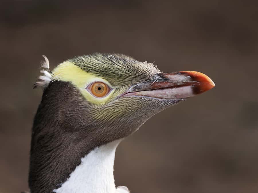 Dunedin: Wildlife and Penguin Tour - Part one: a clear introduction to penguins and habitat restoration