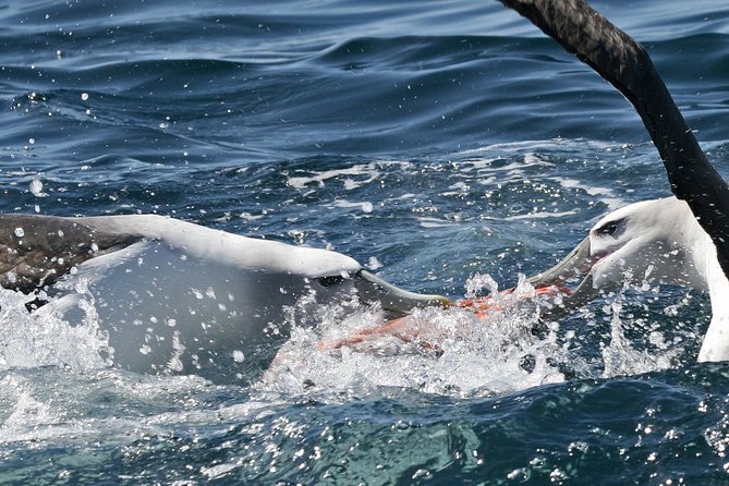Dunedin Wildlife Cruise-Albatross, seals and harbour - Why this Otago Harbour cruise is worth considering