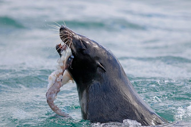 Dunedin Wildlife Cruise-Albatross, seals and harbour - Taiaroa Head and the search for albatross