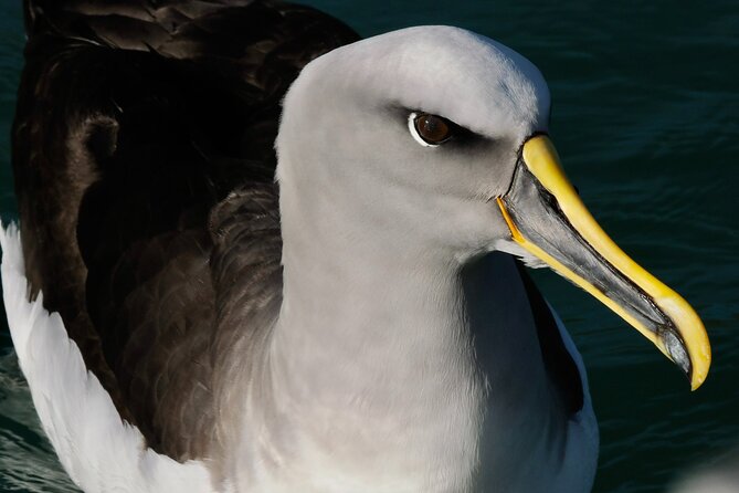 Dunedin Wildlife Cruise-Albatross, seals and harbour - Seals, sea lions, penguins, and surprise sightings