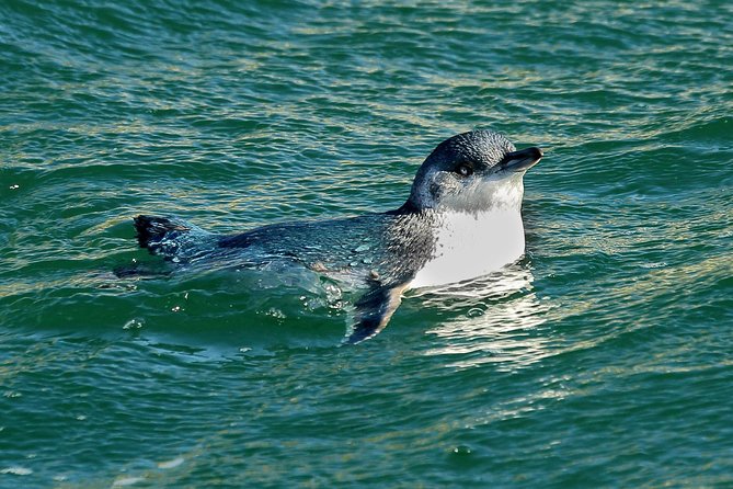 Dunedin Wildlife Cruise-Albatross, seals and harbour - The boat, seating, and comfort