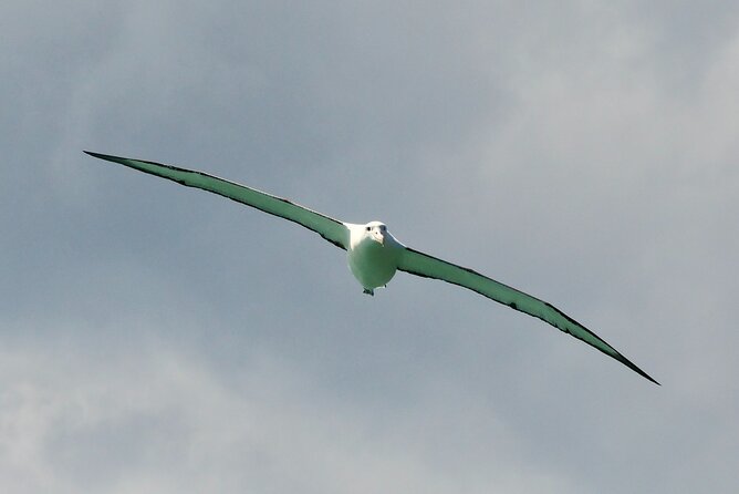 Dunedin Wildlife Cruise-Albatross, seals and harbour - Price and value at $105.50 per person