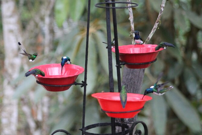 Easy Birdwatching in Cali Colombia (4 Hours) - Why this Cali birdwatching trip works so well