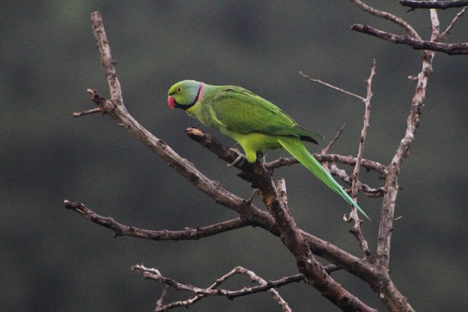 Ebony Forest Reserve Chamarel: Endemic Birdwatching Guided Tour - Why Ebony Forest is a special place for birding