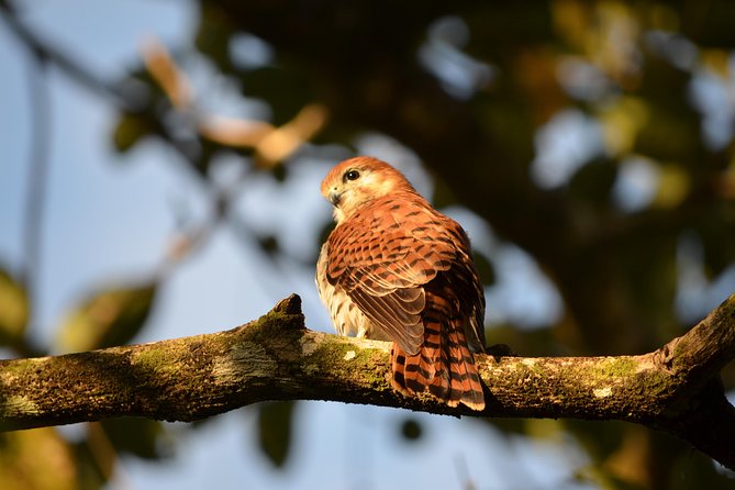 Ebony Forest Reserve Chamarel: Endemic Birdwatching Guided Tour - Museum and bird-release aviaries