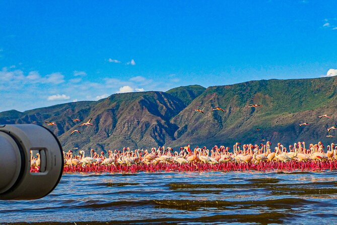 Escape to Lake Bogoria, Flamingo's new home for an overnight safari - Why This Two-Day Safari Is Worth Considering
